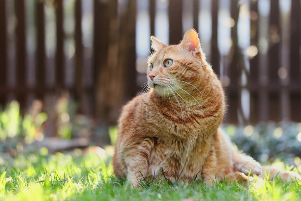 Orange tabby cat enjoys sunshine in a lush garden, showcasing its serene nature.
