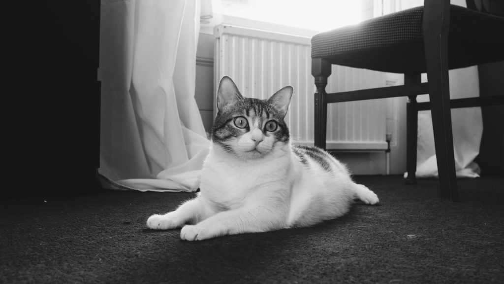 A relaxed domestic cat laying indoors on a black carpet in grayscale.