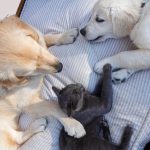 Adorable golden retrievers and a cat comfortably lounging on a bed, exuding tranquility.