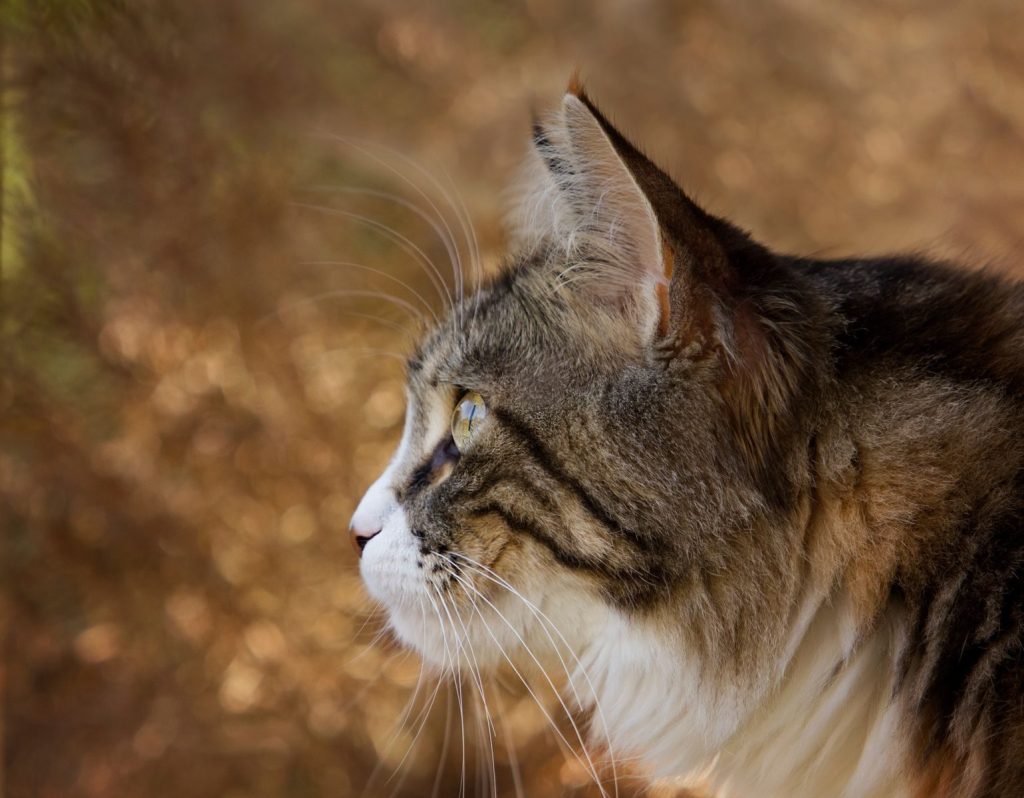 Close-up portrait of a lynx outdoors with detailed fur and focused gaze.