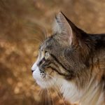 Close-up portrait of a lynx outdoors with detailed fur and focused gaze.