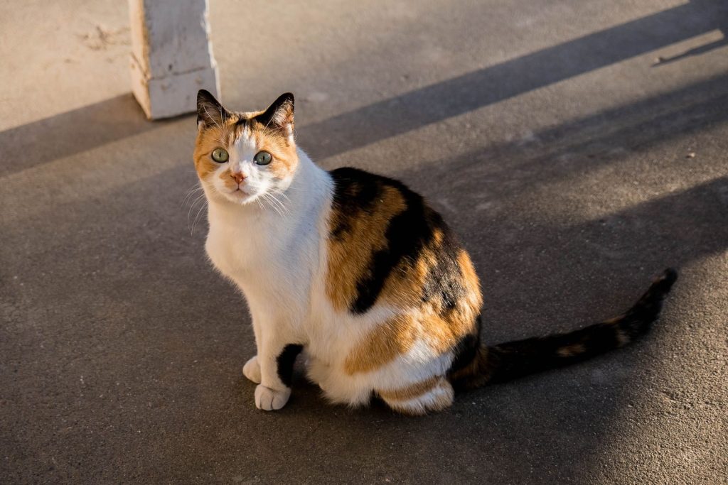 A curious calico cat sits on pavement, bathed in warm sunlight, capturing its playful nature.