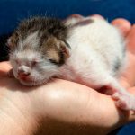 A close-up of a sleeping newborn kitten gently cradled in a person's hand, showcasing tenderness.