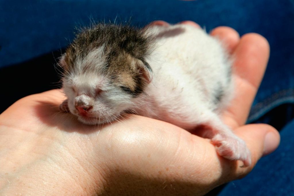 A close-up of a sleeping newborn kitten gently cradled in a person's hand, showcasing tenderness.
