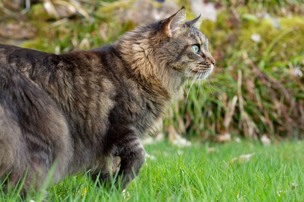 Majestic Maine Coon cat exploring the outdoors with a focused gaze. Perfect for pet lovers.