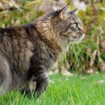 Majestic Maine Coon cat exploring the outdoors with a focused gaze. Perfect for pet lovers.