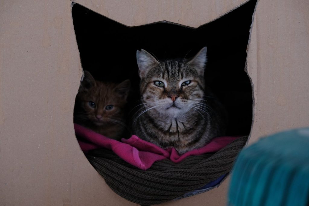 Tabby cat and kitten snuggled in a cardboard box with colorful blankets.