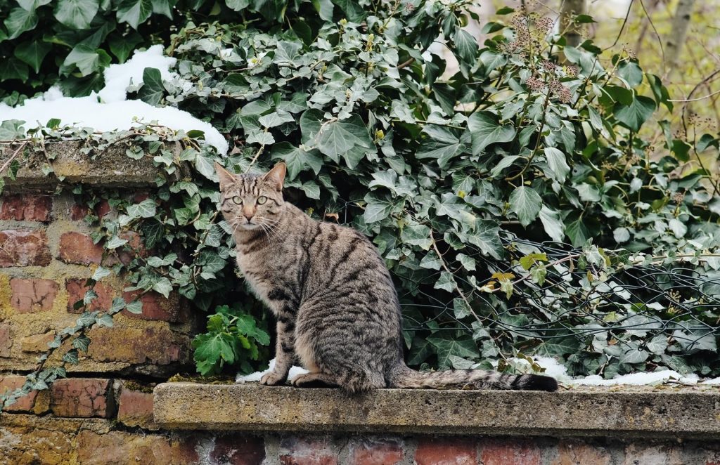 A tabby cat sits on a wall with ivy and a hint of snow, showcasing a winter scene.