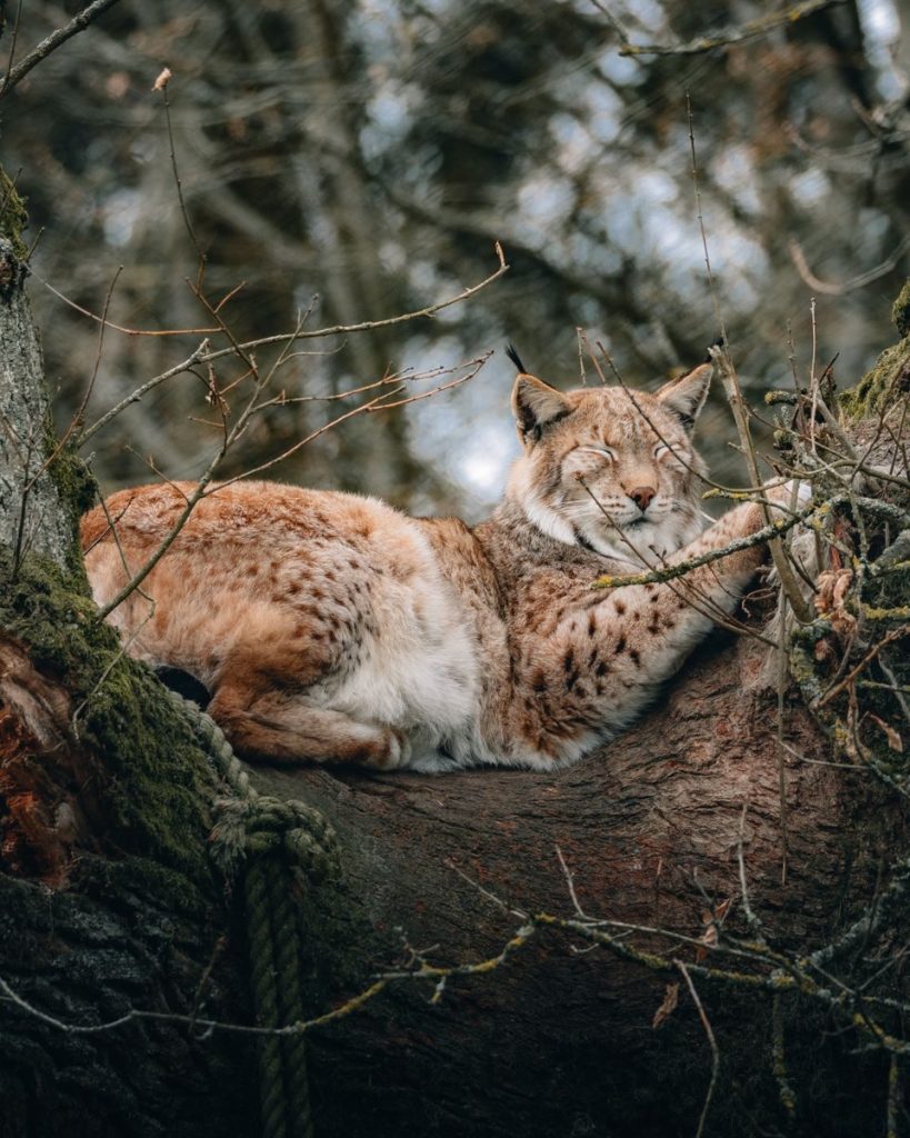 Adorable furry lynx with tuft of hair on tips of ears resting on tree trunk with eyes closed in forest in daytime