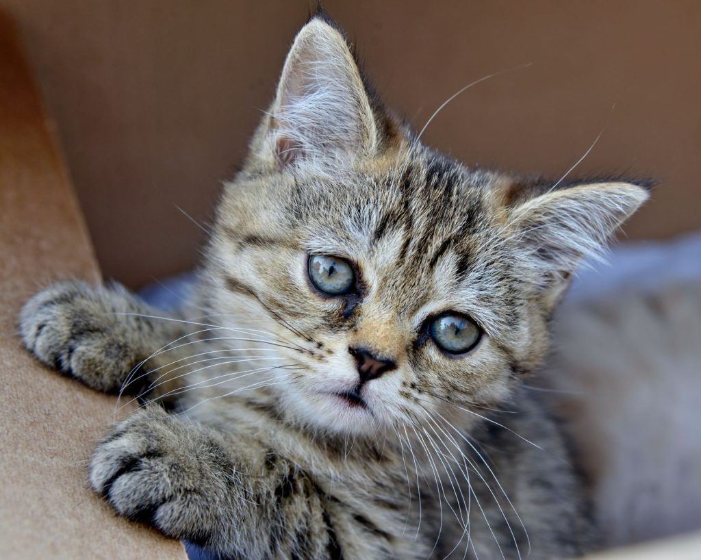 Close-up of a curious tabby kitten resting in a cardboard box.