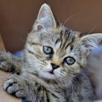 Close-up of a curious tabby kitten resting in a cardboard box.