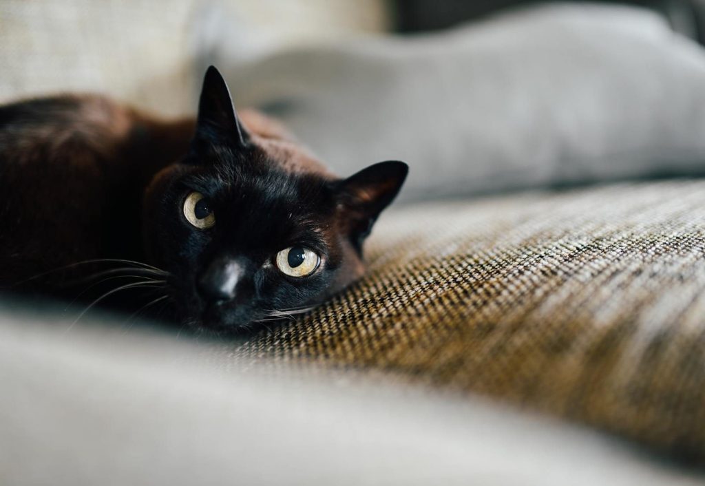 A serene black cat with yellow eyes is lying on a textured sofa indoors, radiating calmness.