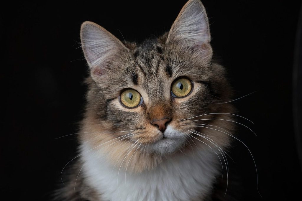 cat, pet, animal, mammal, feline, domestic cat, nature, domestic animal