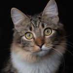 cat, pet, animal, mammal, feline, domestic cat, nature, domestic animal