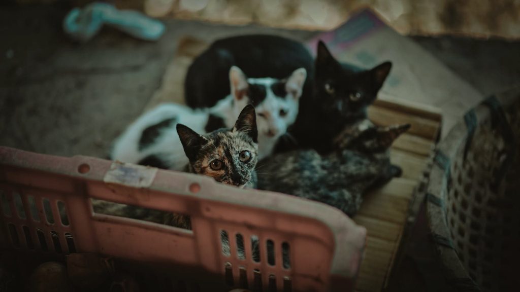 Adorable group of kittens looking up from a basket, captured in soft daylight.