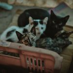 Adorable group of kittens looking up from a basket, captured in soft daylight.