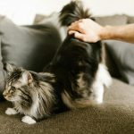 A Maine Coon cat being petted while stretching on a comfortable sofa indoors.