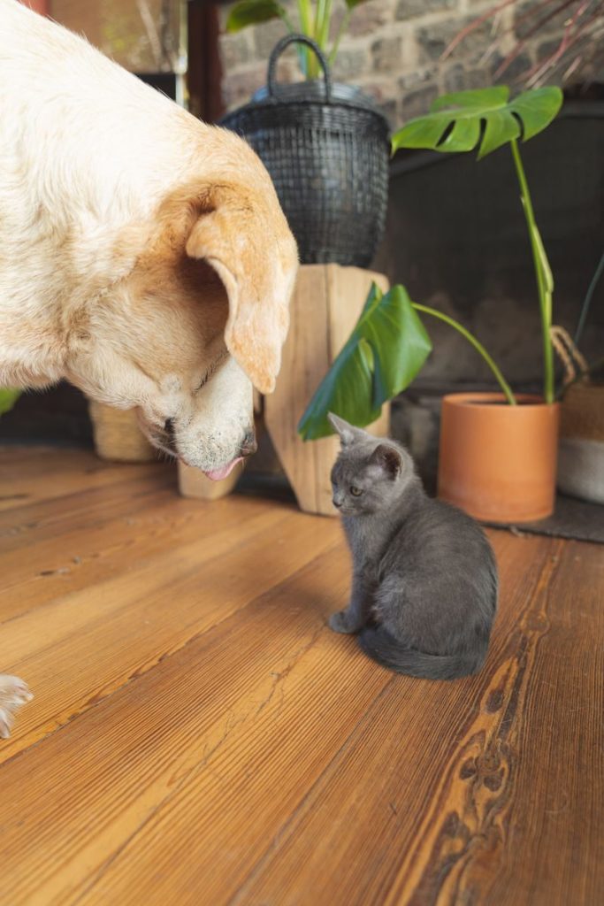 A domestic dog and a gray kitten sitting on a wooden floor near indoor plants.