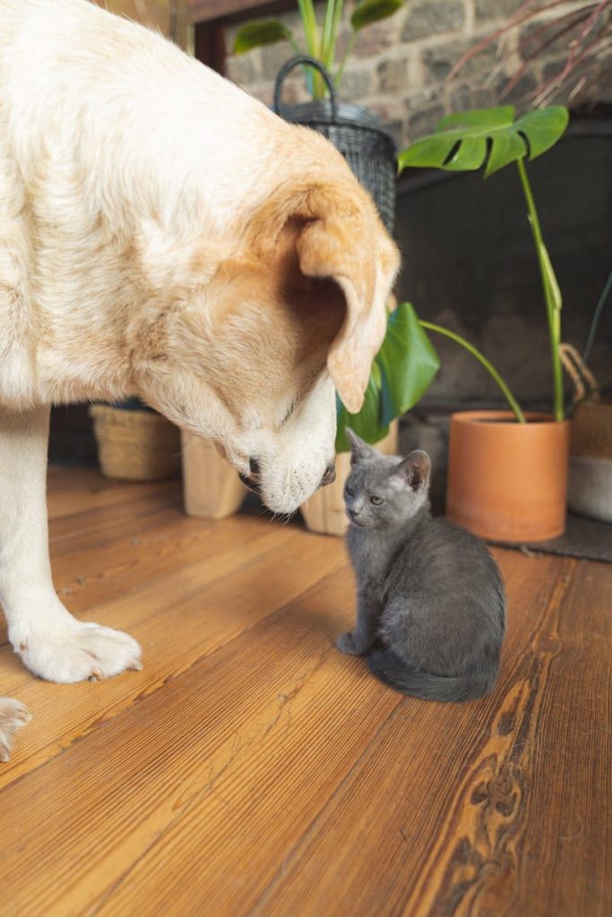 A Labrador dog curiously interacting with a gray kitten on a wooden floor with indoor plants.