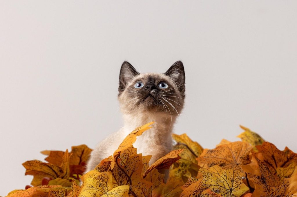 cat, animal, pet, nature, rescue, studio, feline, kitten, fur, domestic, cute