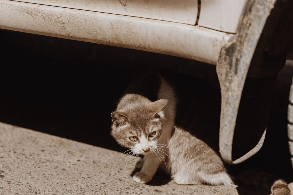 A stray cat finds refuge under a parked vehicle on a sunny day.