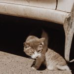 A stray cat finds refuge under a parked vehicle on a sunny day.