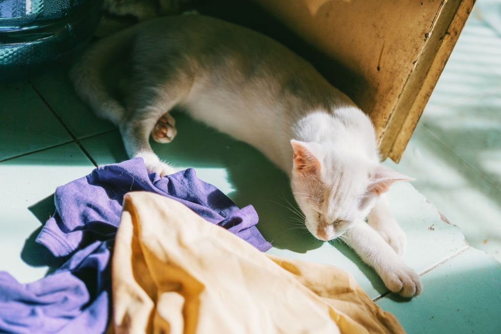 A peaceful white cat sleeps on the floor next to colorful clothes in sunlight.