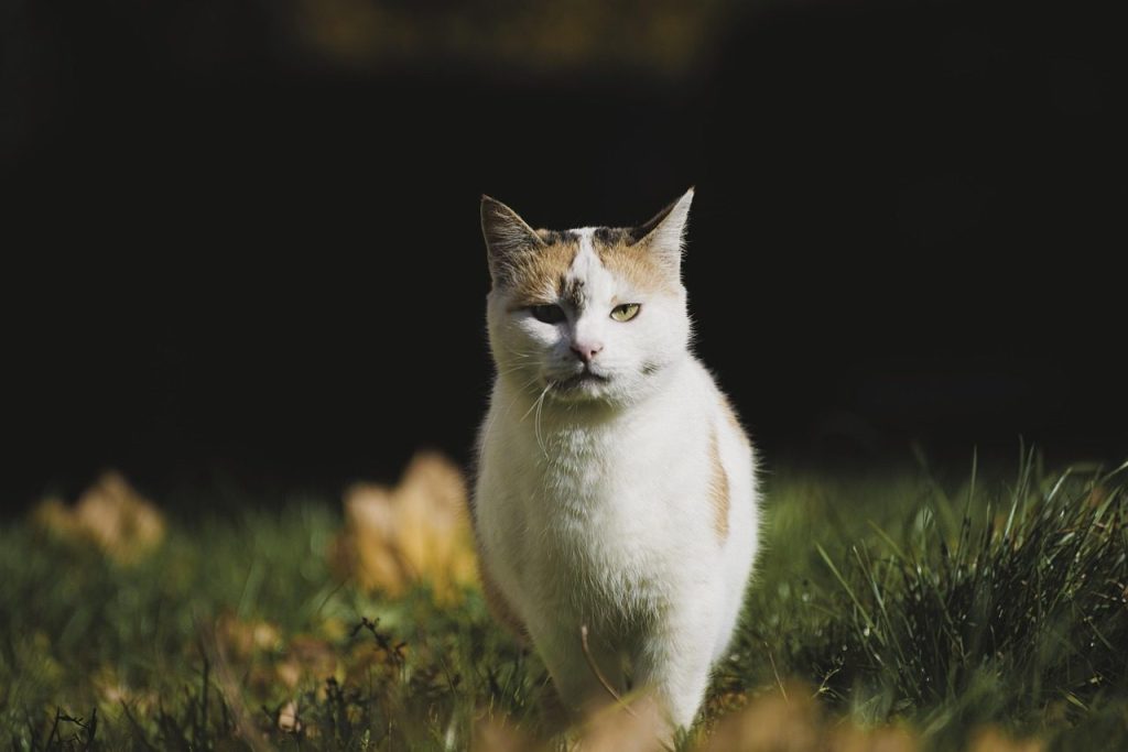 cat, pet, nature, animal, outdoors, feline, grass, domestic cat
