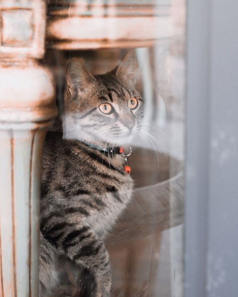 A cute tabby cat, adorned with a collar, peers through a glass window in Istanbul, Turkey.