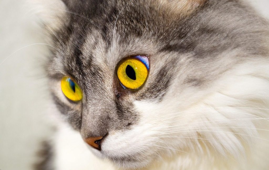 cat, pet, animal, domestic cat, feline, mammal, cute, adorable, nature, furry, portrait, cat's eyes, whiskers, close up