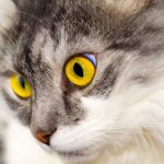 cat, pet, animal, domestic cat, feline, mammal, cute, adorable, nature, furry, portrait, cat's eyes, whiskers, close up