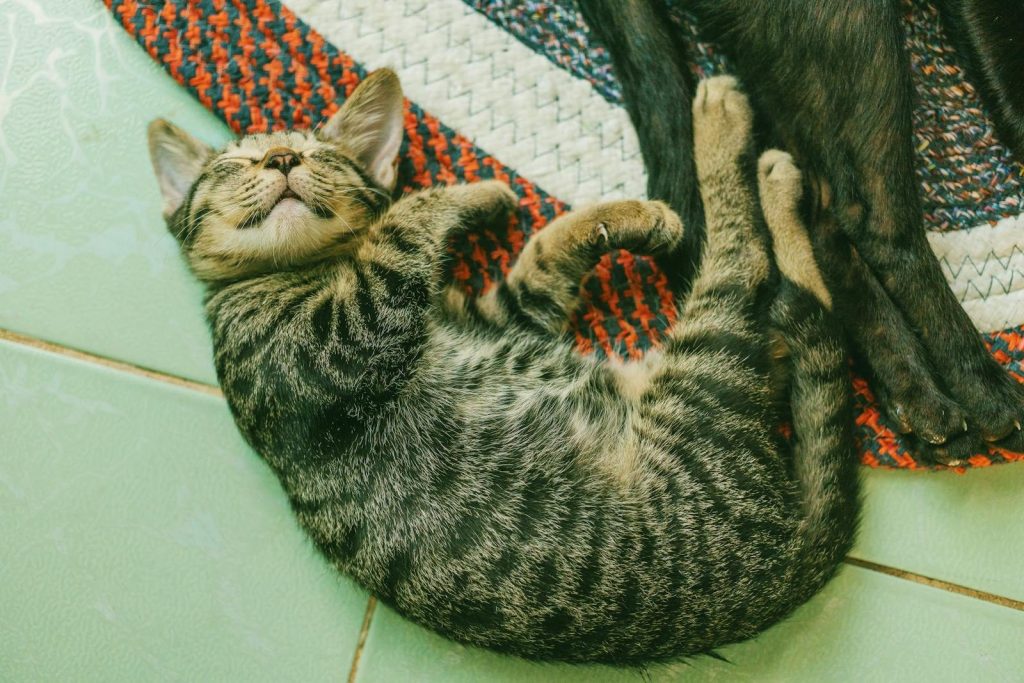 A cute striped kitten peacefully sleeping on a colorful woven rug indoors.