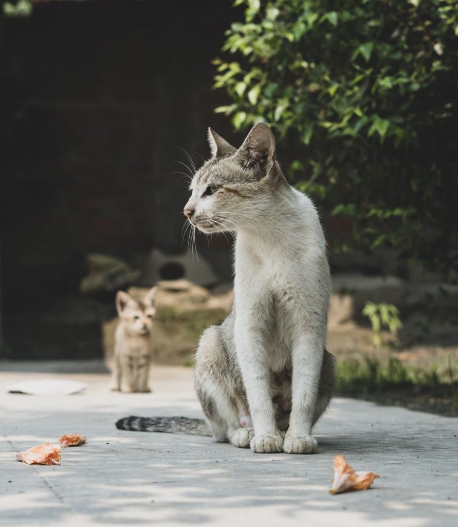 Two cats sitting in sunlight on a patio with foliage background.