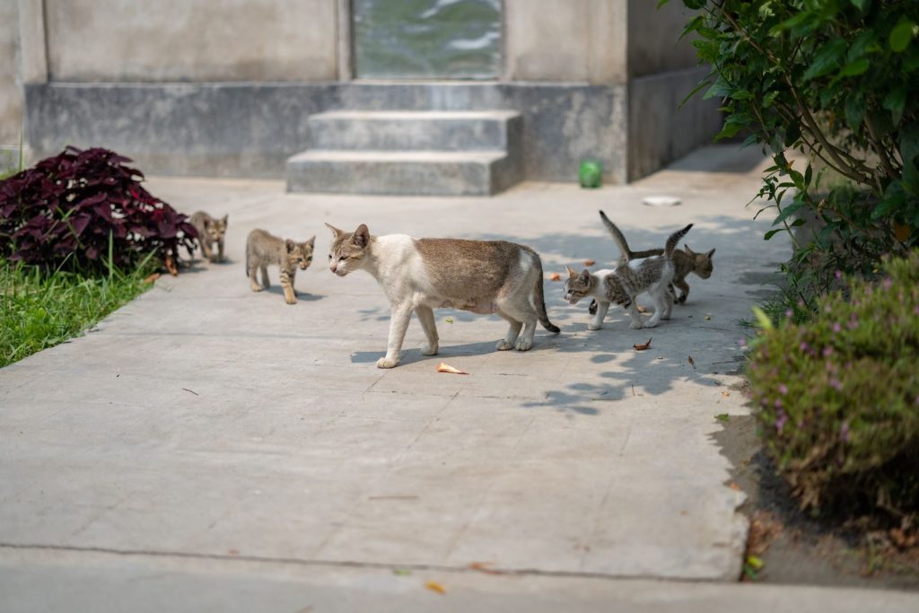A cat with kittens exploring a paved outdoor area, showcasing feline family behavior.