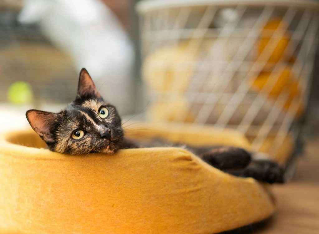 A cat laying on top of a banana peel