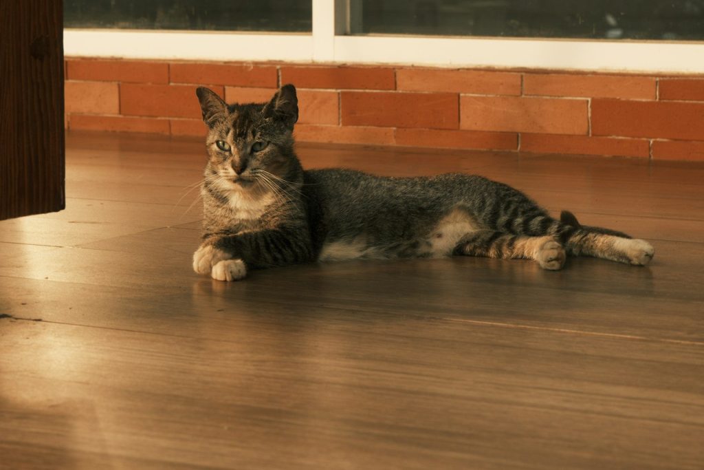 A tabby cat rests on a polished wooden floor.