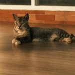 A tabby cat rests on a polished wooden floor.