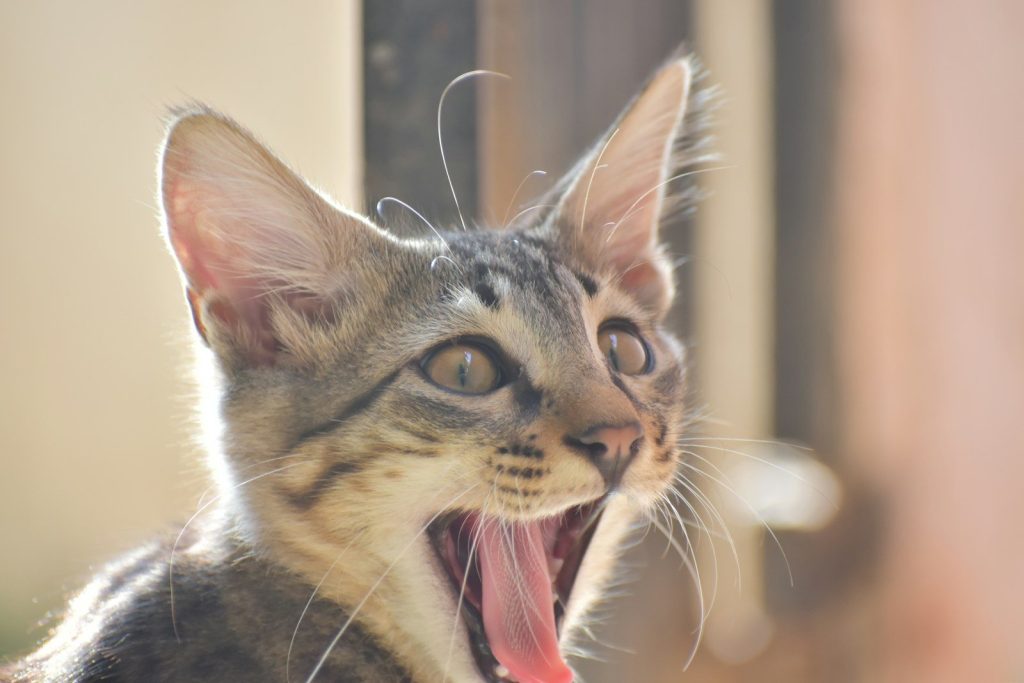 a cat with its tongue out