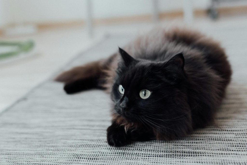 Close-up of a fluffy black cat with green eyes lying on a light-colored indoor rug.
