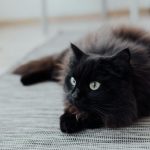 Close-up of a fluffy black cat with green eyes lying on a light-colored indoor rug.