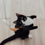 Adorable black and white cat playing with a feather toy on a wooden floor.