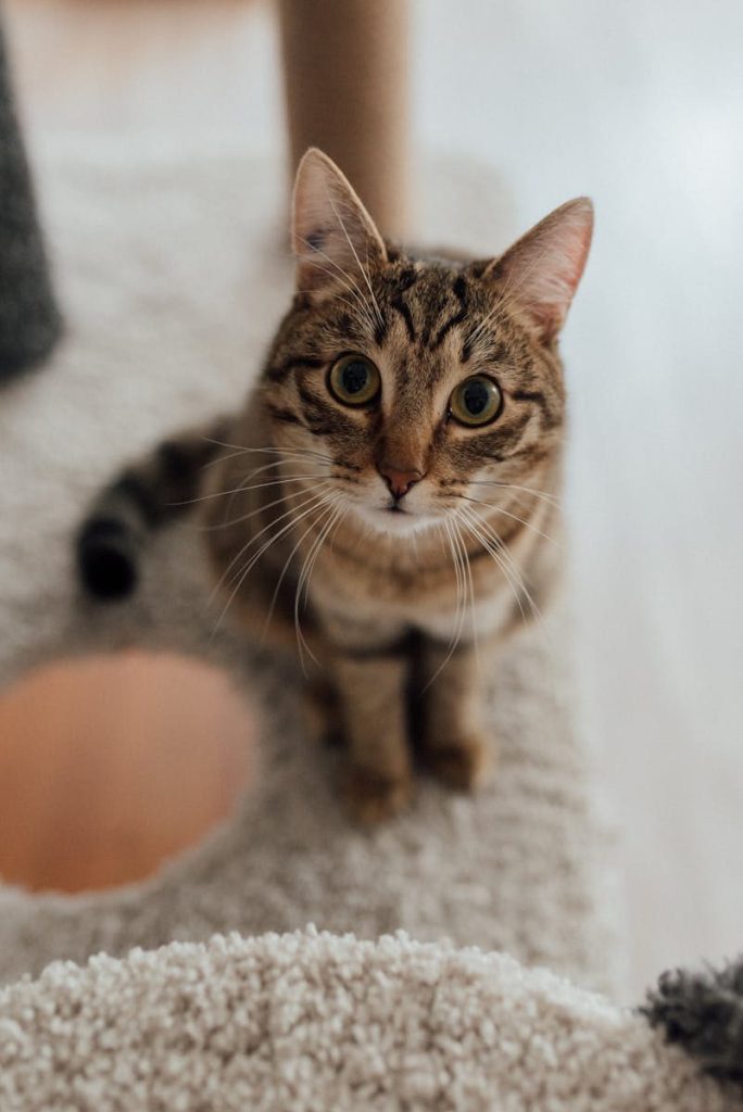 Cute tabby cat sitting on a plush carpet indoors, gazing directly at the camera.