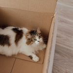 A fluffy cat comfortably lying in a cardboard box indoors.