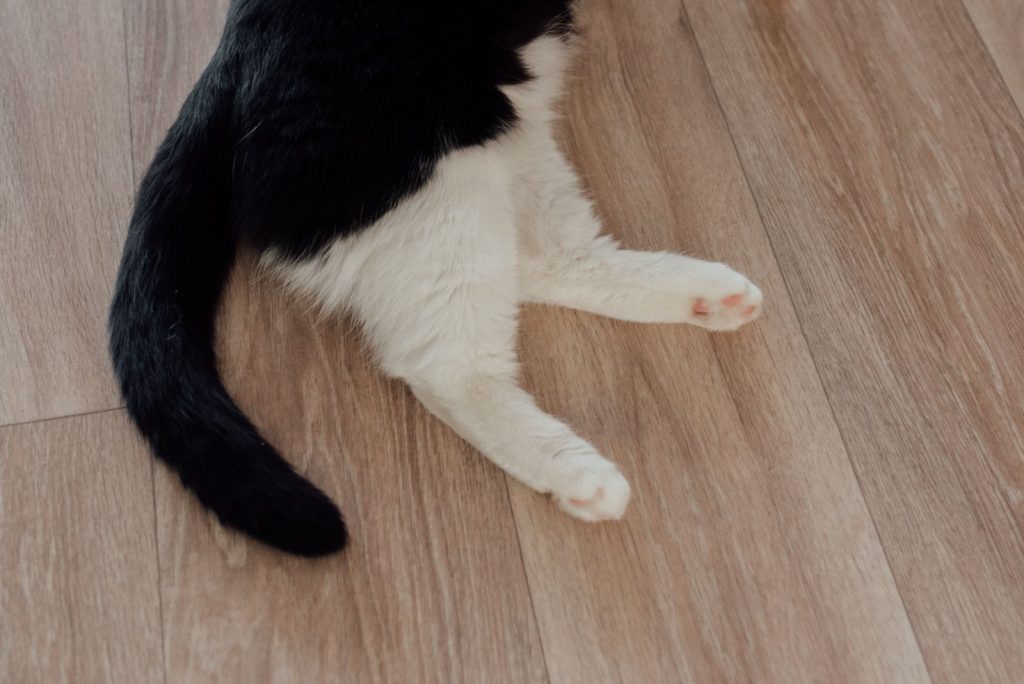 Black and white cat sitting indoors on a wooden floor, featuring paws and tail.