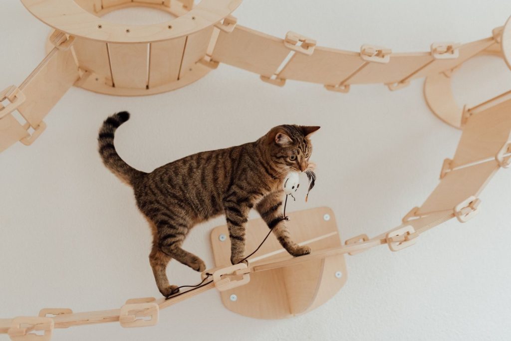 A tabby cat playing with a toy mouse on an indoor wooden cat bridge, showing curiosity and agility.