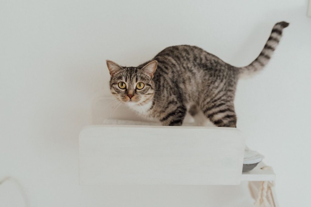 A cute tabby cat perched on a minimalist white shelf indoors.