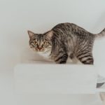 A cute tabby cat perched on a minimalist white shelf indoors.