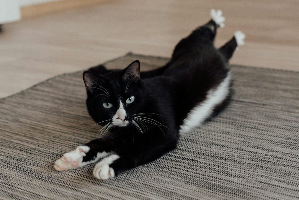 A black and white cat lies comfortably on a rug indoors, looking playful and relaxed.