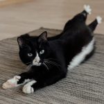 A black and white cat lies comfortably on a rug indoors, looking playful and relaxed.