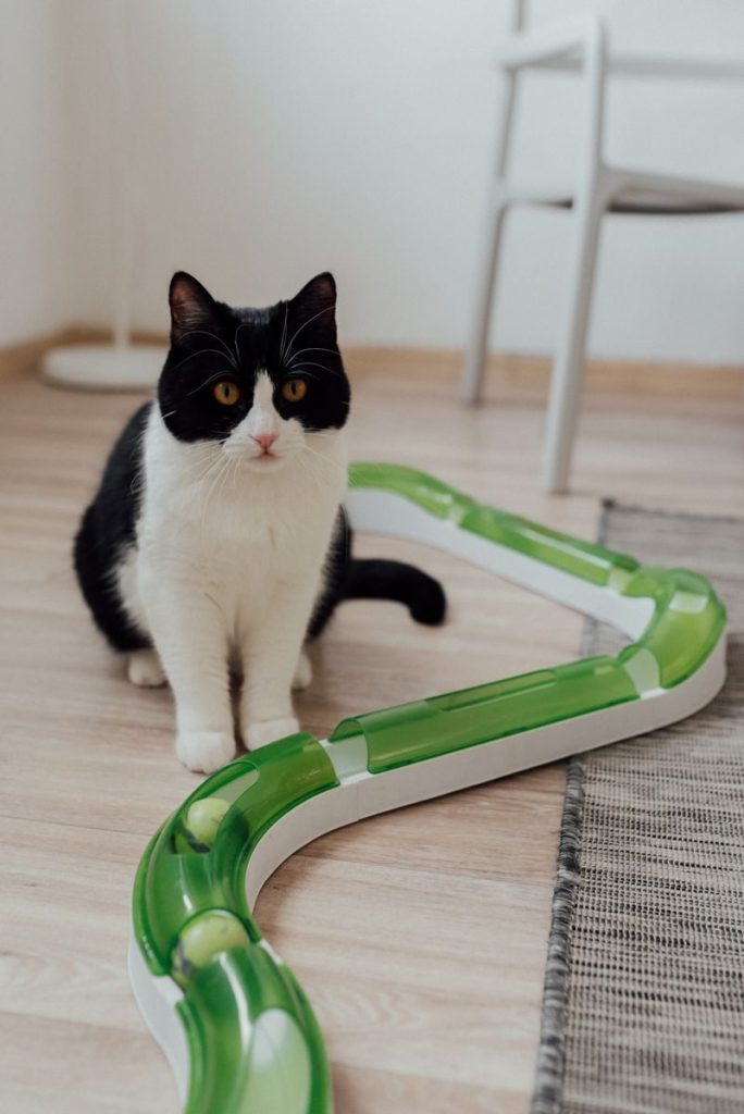 Adorable tuxedo cat playing with a green and white interactive toy on a wooden floor.